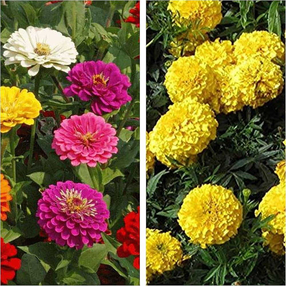 Purple Yellow Zinnia Flower seeds for Planting Long Bloom Season Heirloom & GMO Free Seeds for Home Garden