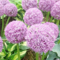 Giant Onion Allium Giganteum Seeds