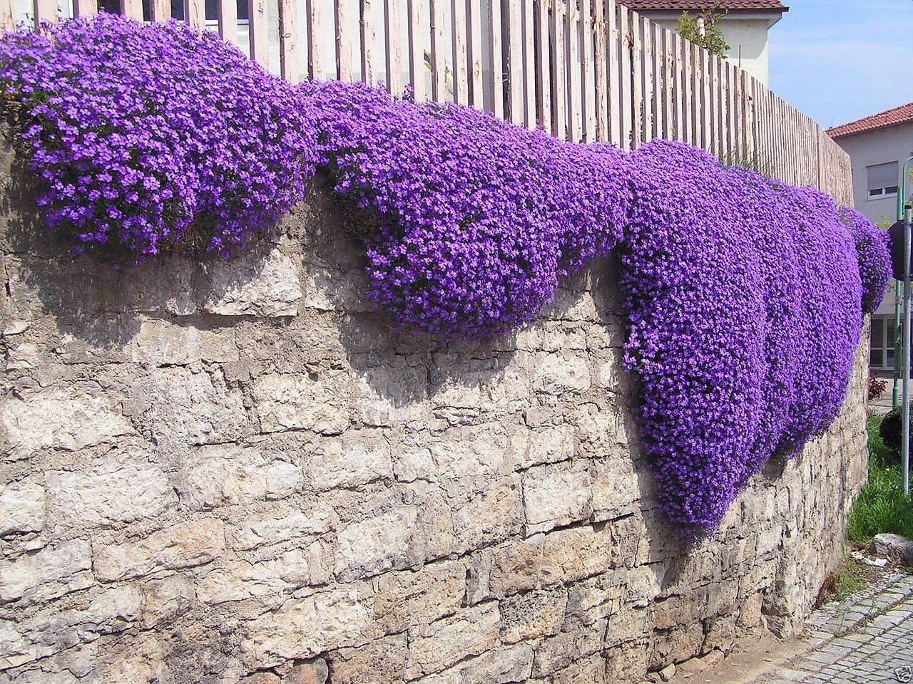 Purple Aubrieta Cascade Flower seeds for Planting - Shade Tolerant, Heirloom & GMO Free Seeds for Home Garden