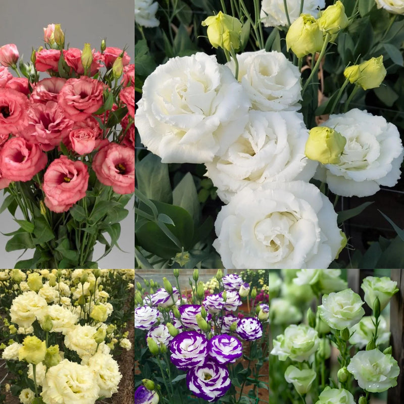 Lisianthus Flower Seeds for Lush, Blooming Beds
