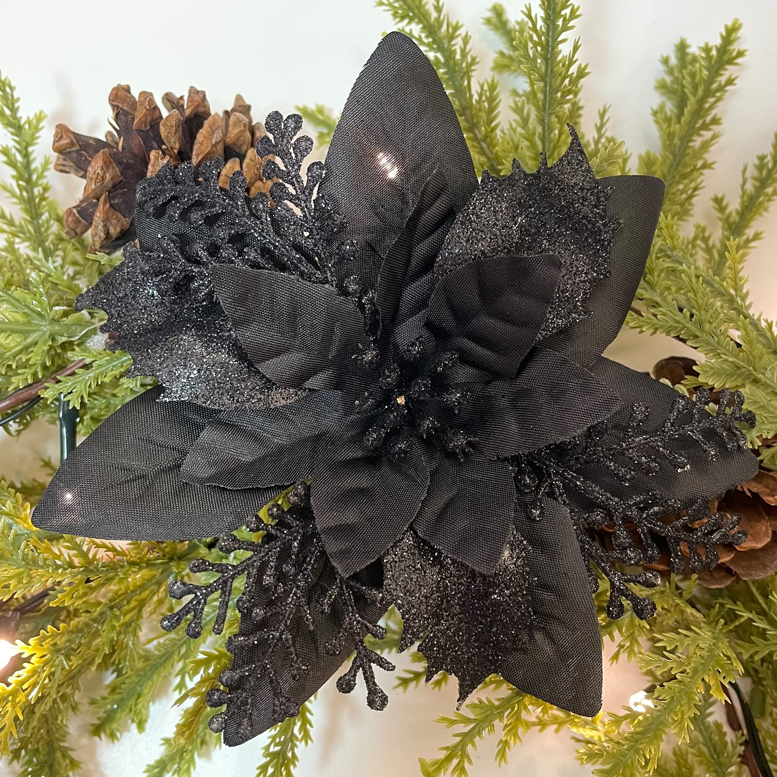 Black Poinsettia for Planting Hardy Variety Heirloom & GMO Free Seeds for Home Garden
 
 Sale