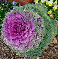 Violet Sky Blue Brassica Oleracea Flower Seeds for Planting Colorful Display Heirloom & GMO Free Seeds for Home Garden
 
 Sale