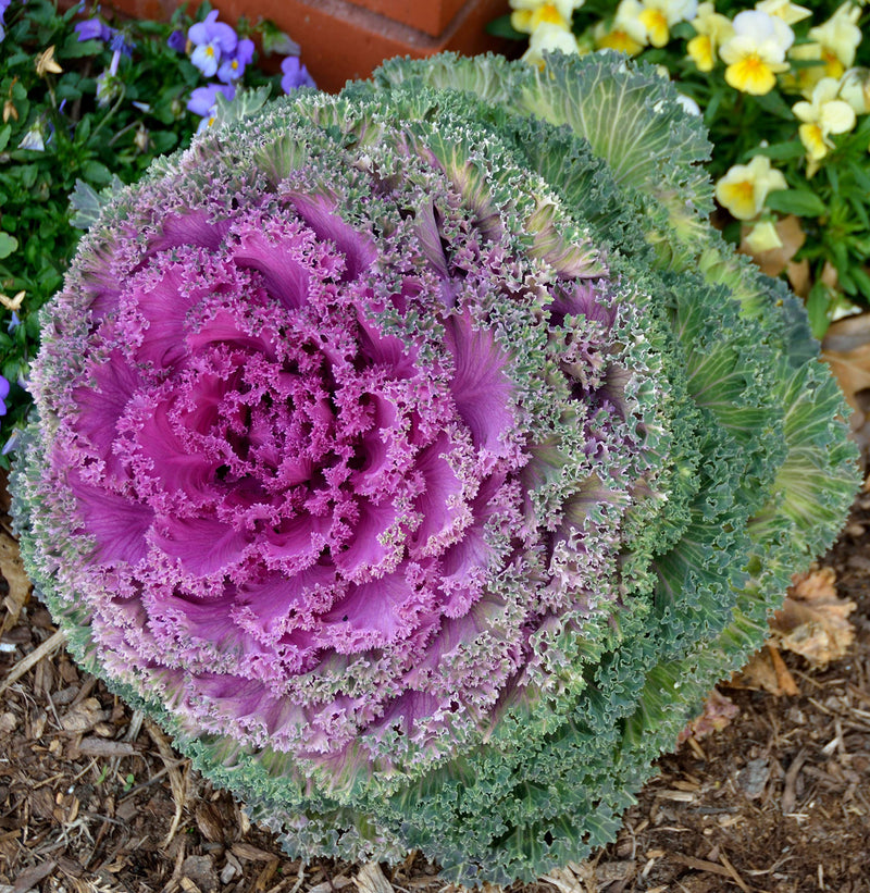 Violet Sky Blue Brassica Oleracea Flower Seeds for Planting Colorful Display Heirloom & GMO Free Seeds for Home Garden
 
 Sale