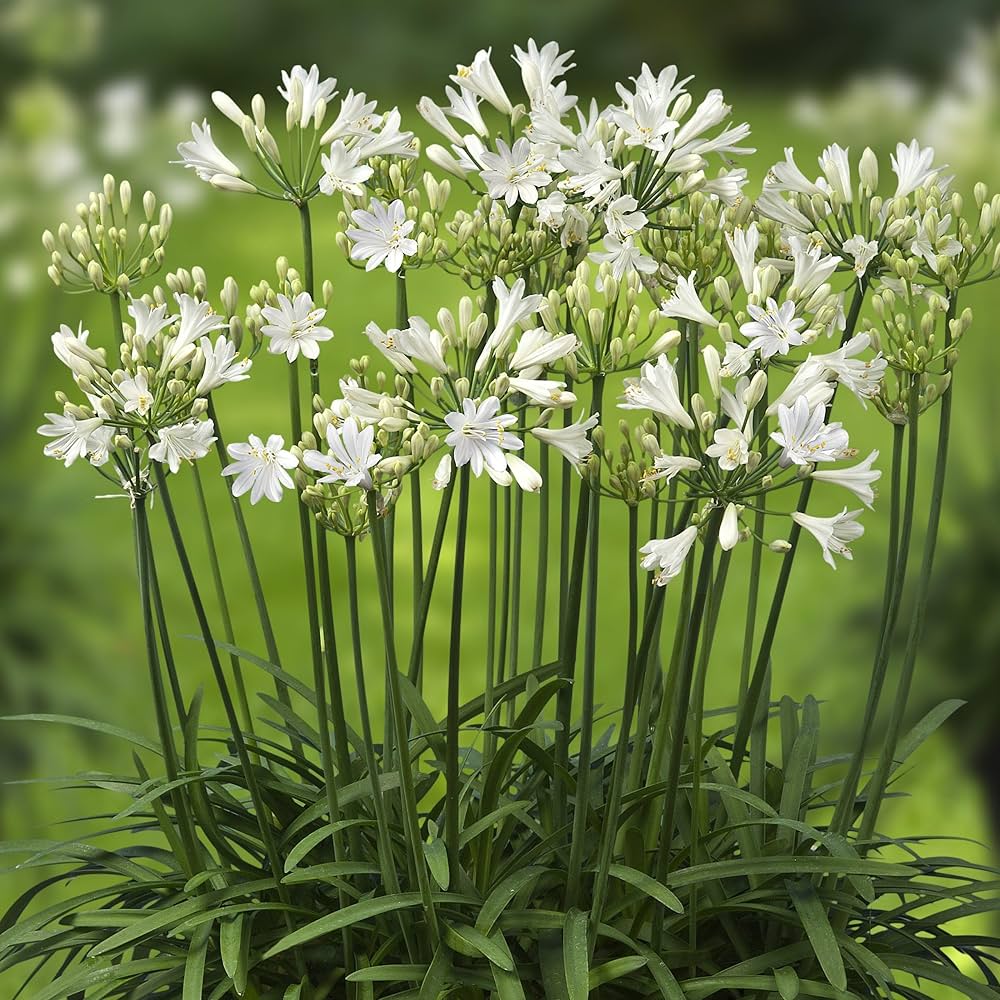 Agapanthus Flower seeds for Planting - Pollinator Friendly, Heirloom & GMO Free Seeds for Home Garden