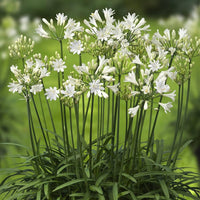 White Agapanthus Flower seeds for Planting - Cottage Garden Essential, Heirloom & GMO Free Seeds for Home Garden