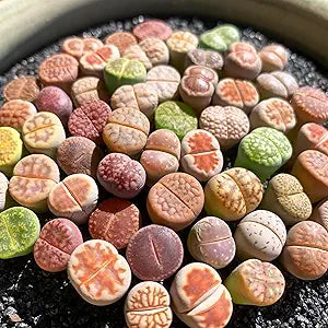 100 Pcs