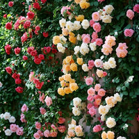 Yellow Pink Climbing Rose for Planting Premium Quality Heirloom & GMO Free Seeds for Home Garden 
 
 Sale