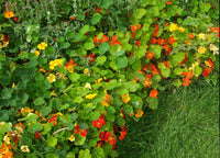 Nasturzio Jewel Mix Flower Seeds – Bright, Edible Blooms