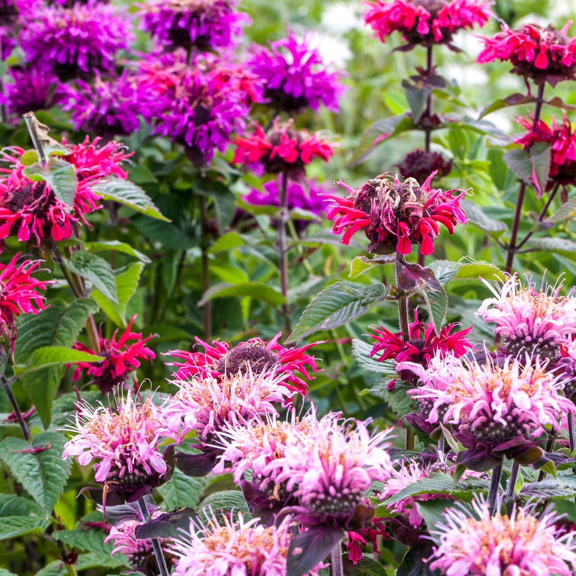 Mix Bergamot Flower seeds for Planting Pollinator Friendly Heirloom & GMO Free Seeds for Home Garden