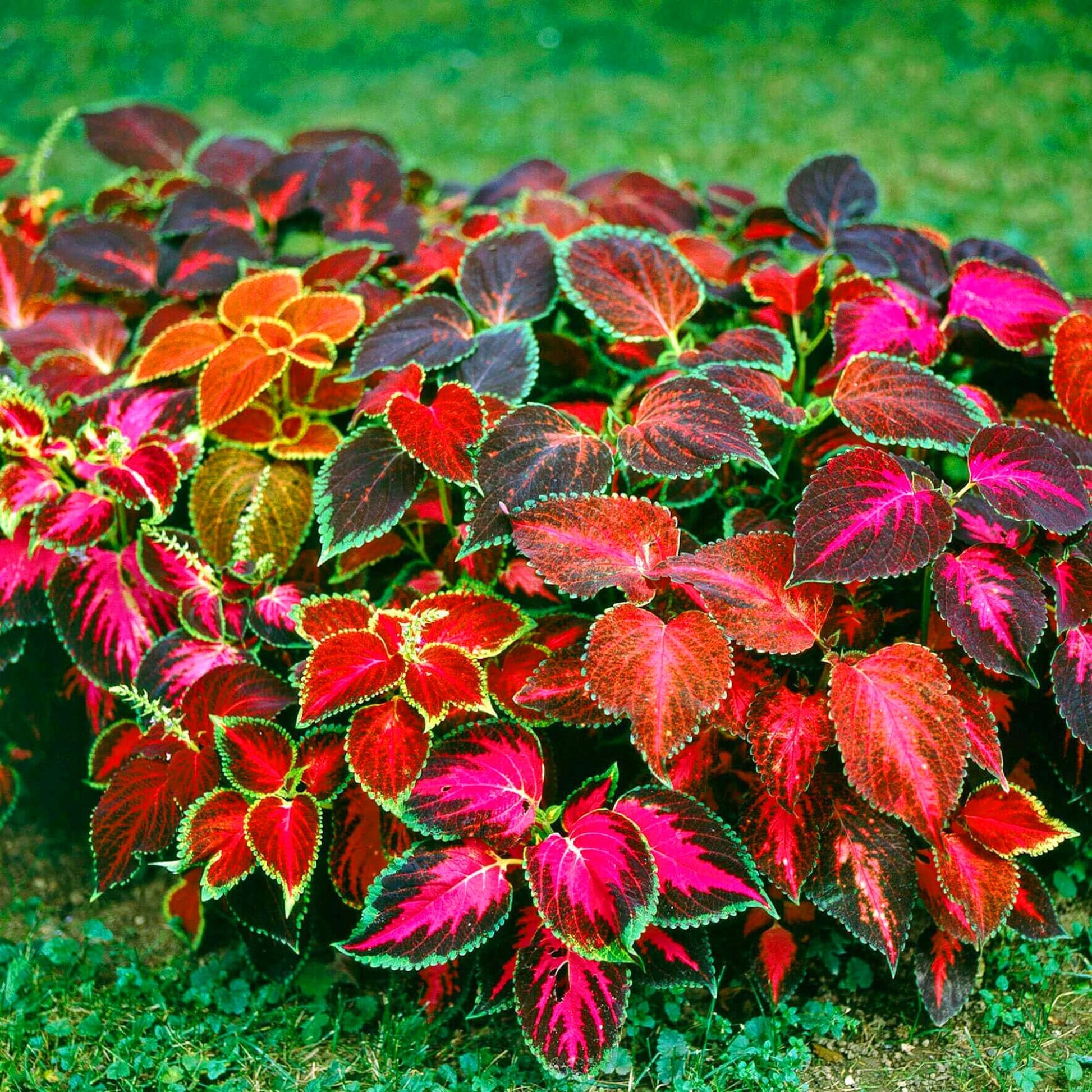 Mix Coleus Canina Flower seeds for Planting - Cottage Garden Essential, Heirloom & GMO Free Seeds for Home Garden