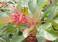 Hamelia Patens Firebush Exotic Orange Flowers Seeds