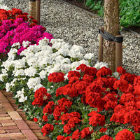 Mixed Geranium Flower seeds for Planting - Pollinator Friendly, Heirloom & GMO Free Seeds for Home Garden