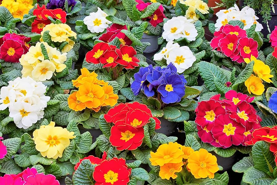 Mixed Primula Malacoides Flower seeds for Planting - Compact Growth, Heirloom & GMO Free Seeds for Home Garden