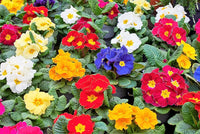 Mixed Primula Malacoides Flower seeds for Planting - Compact Growth, Heirloom & GMO Free Seeds for Home Garden