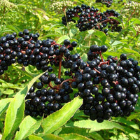 American Elderberry (Sambucus nigra) Fruit Bush Shrub Tree Seeds – Nutritious Berries & Ornamental Shrub