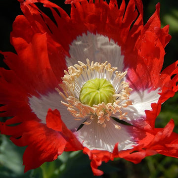 Red Yellow Danish Flag Flower Seeds for Planting  Vibrant Annuals for a Colorful Garden