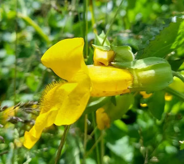 Yellow Erythranthe Flower seeds for Planting - Wildflower Mix, Heirloom & GMO Free Seeds for Home Garden