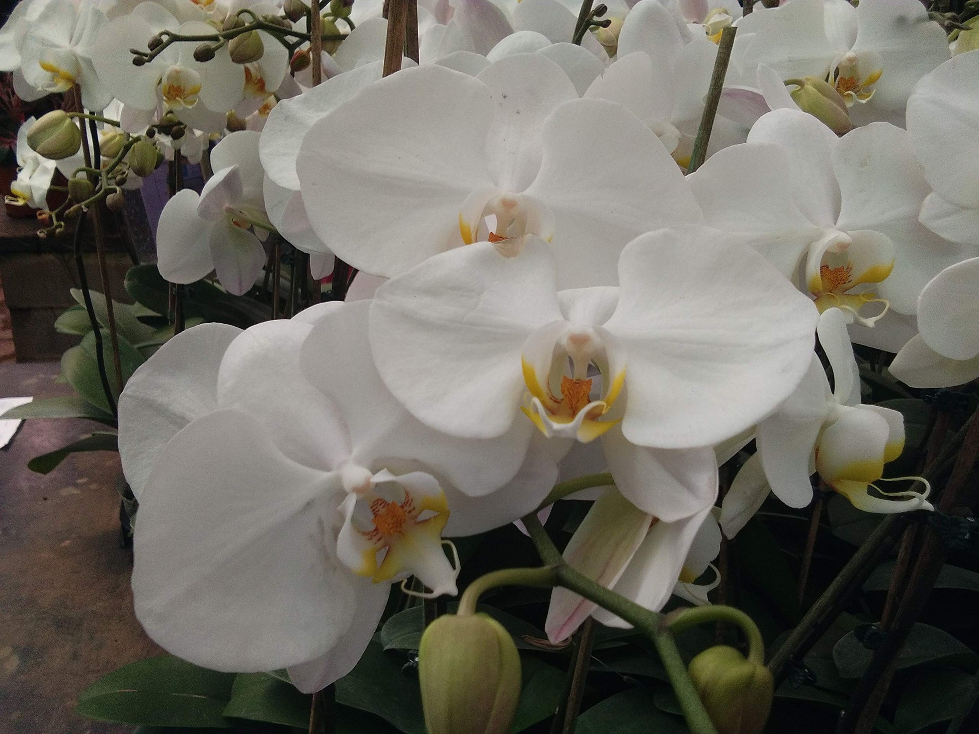 White Phalaenopsis Orchid Flower seeds for Planting Fragrant Blossoms Heirloom & GMO Free Seeds for Home Garden