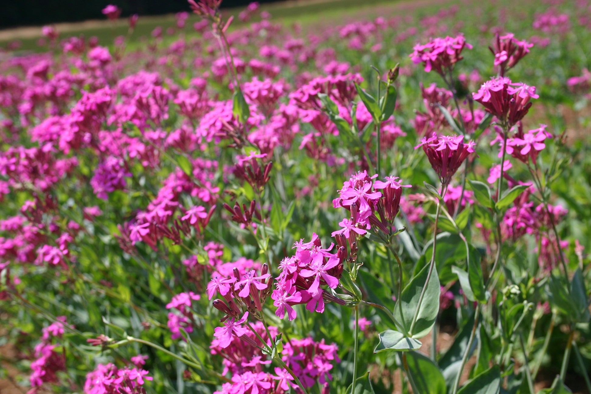 Purple Catchfly Flower seeds for Planting - Pollinator Friendly, Heirloom & GMO Free Seeds for Home Garden