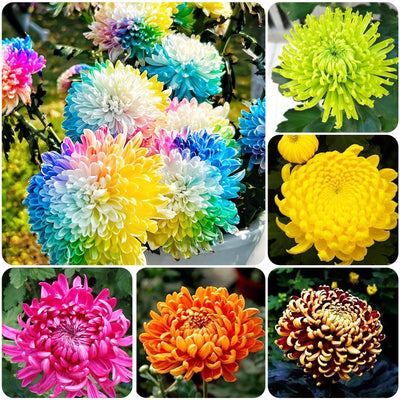 100 Pcs
