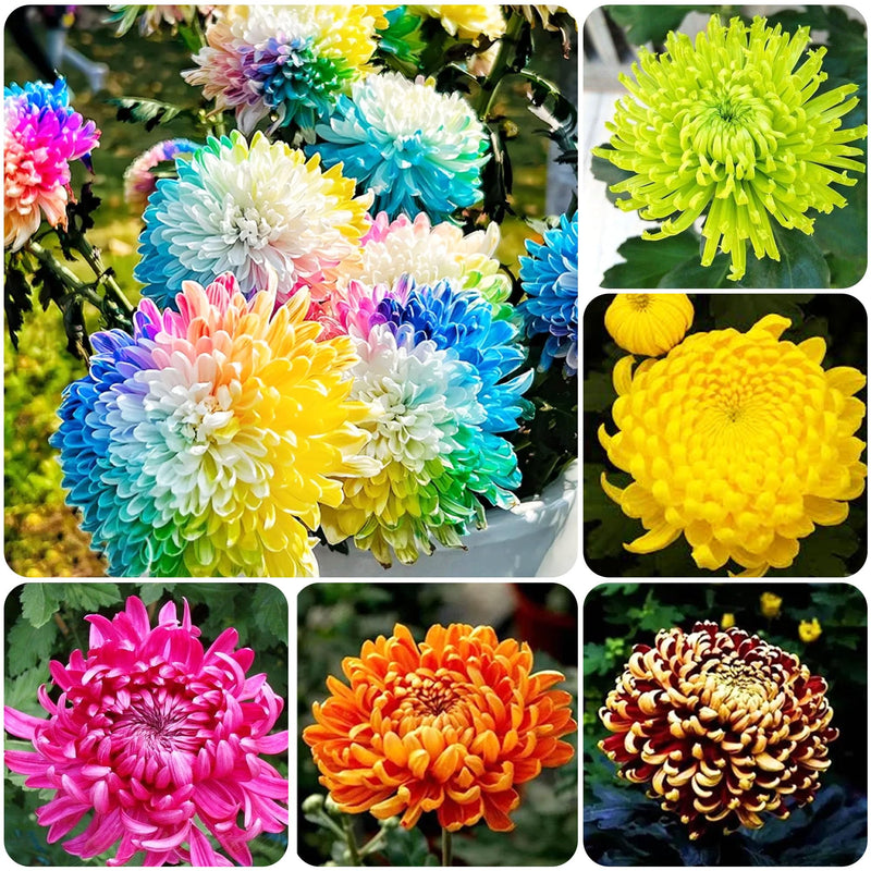 Rainbow Chrysanthemum Flower seeds for Planting - Pollinator Friendly, Heirloom & GMO Free Seeds for Home Garden