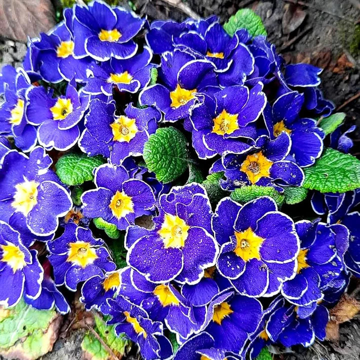 Primula Acaulis Flower seeds for Planting Vibrant Colors Heirloom & GMO Free Seeds for Home Garden 
 
 Sale