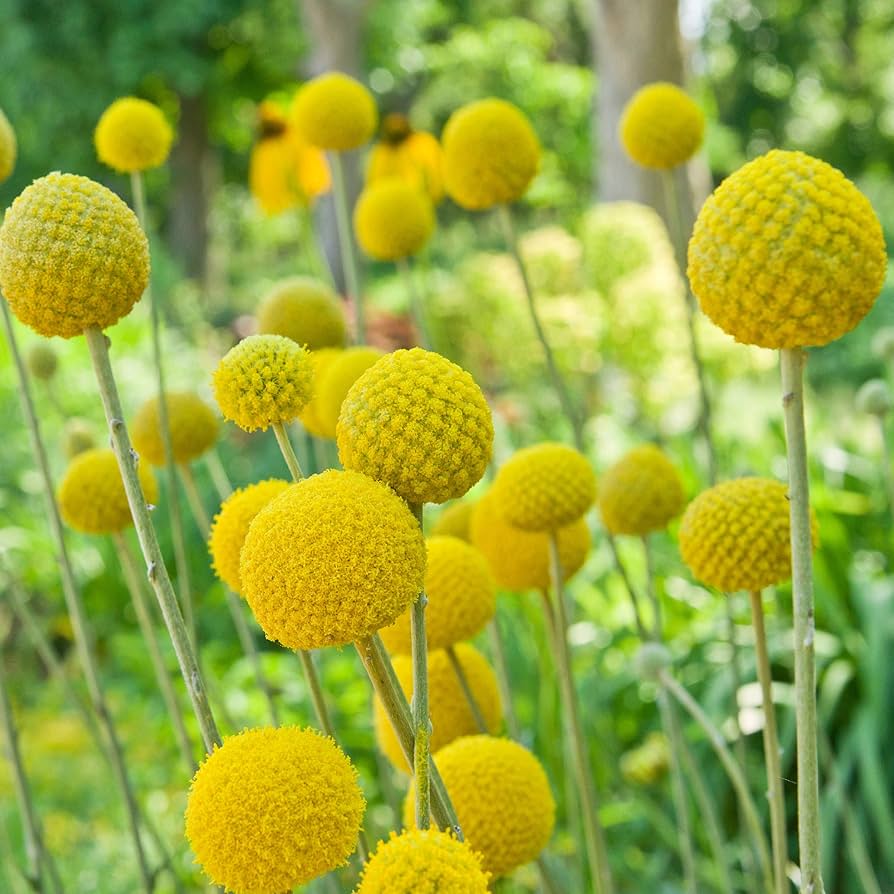 Yellow Button Flower seeds for Planting Low Maintenance Heirloom & GMO Free Seeds for Home Garden 
 
 Sale