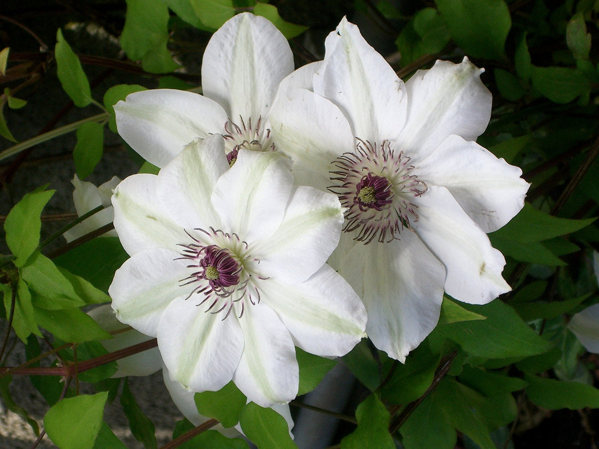 Brown (Brown White) seeds for planting in home garden