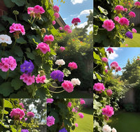 Pink Climbing Geranium Flower Seeds for Planting Perfect for Borders Heirloom & GMO Free Seeds for Home Garden
 
 Sale
