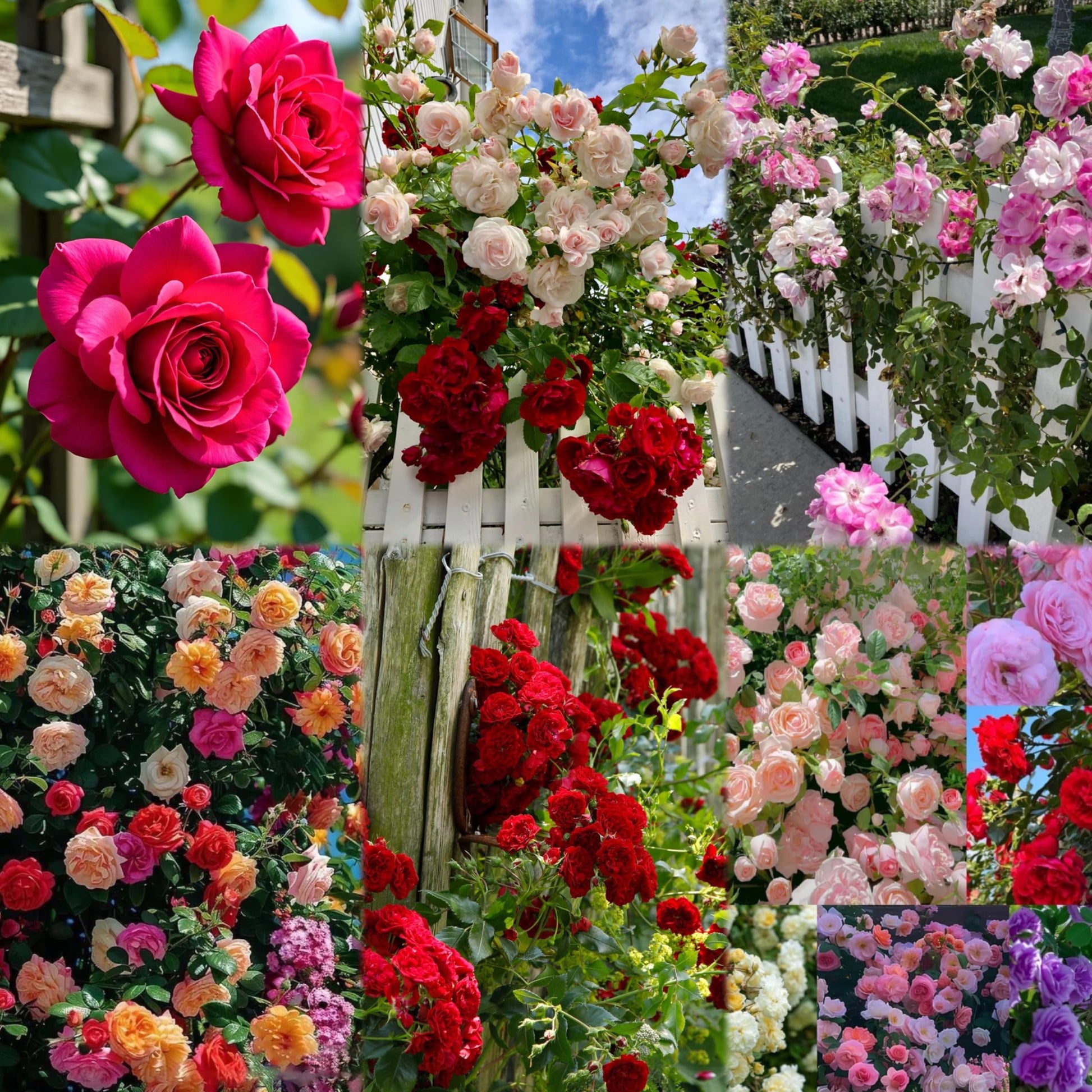 Mixed Rose Flower Seeds for Planting - Create Vibrant and Captivating Floral Displays