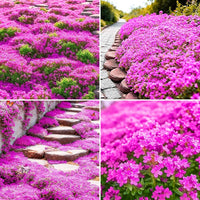 Mix Creeping Thyme Flower seeds for Planting - Sun Loving, Heirloom & GMO Free Seeds for Home Garden