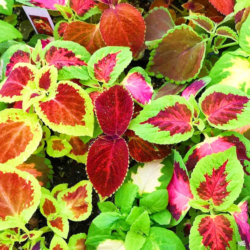Coleus Seeds, Colorful Leaf Plants, Garden Semente