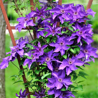 Climbing Clematis Violet  Perennial Flower seeds for Planting - Fragrant Blossoms, Heirloom & GMO Free Seeds for Home Garden