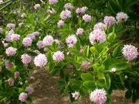 Dais Cotinifolia Flower seeds for Planting Vibrant Colors Heirloom & GMO Free Seeds for Home Garden 
 
 Sale