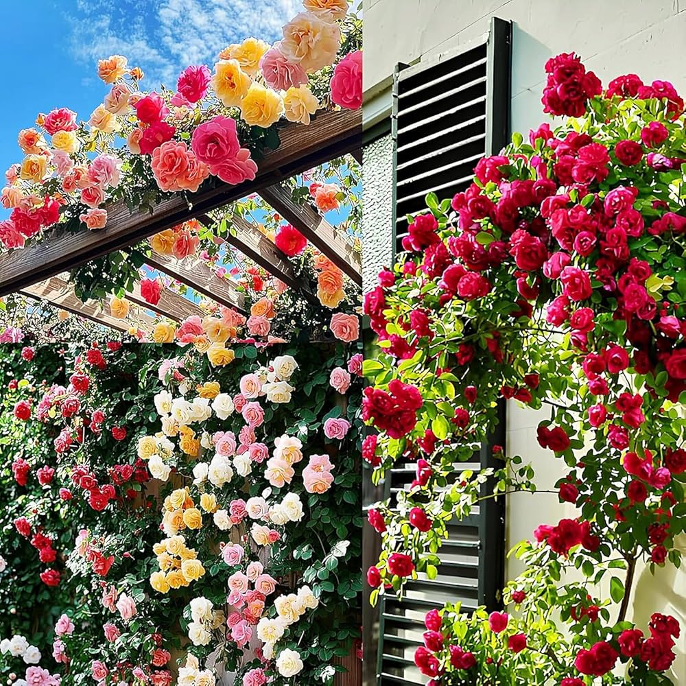 Climbing Rose Flower seeds for Planting Sun Loving Heirloom & GMO Free Seeds for Home Gardan