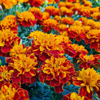 Marigold Majestic Flower seeds for Planting Vibrant Colors Heirloom & GMO Free Seeds for Home Garden 
 
 Sale