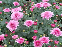 Chrysanthemum Flower seeds for Planting Fragrant Blossoms Heirloom & GMO Free Seeds for Home Garden 
 
 Sale