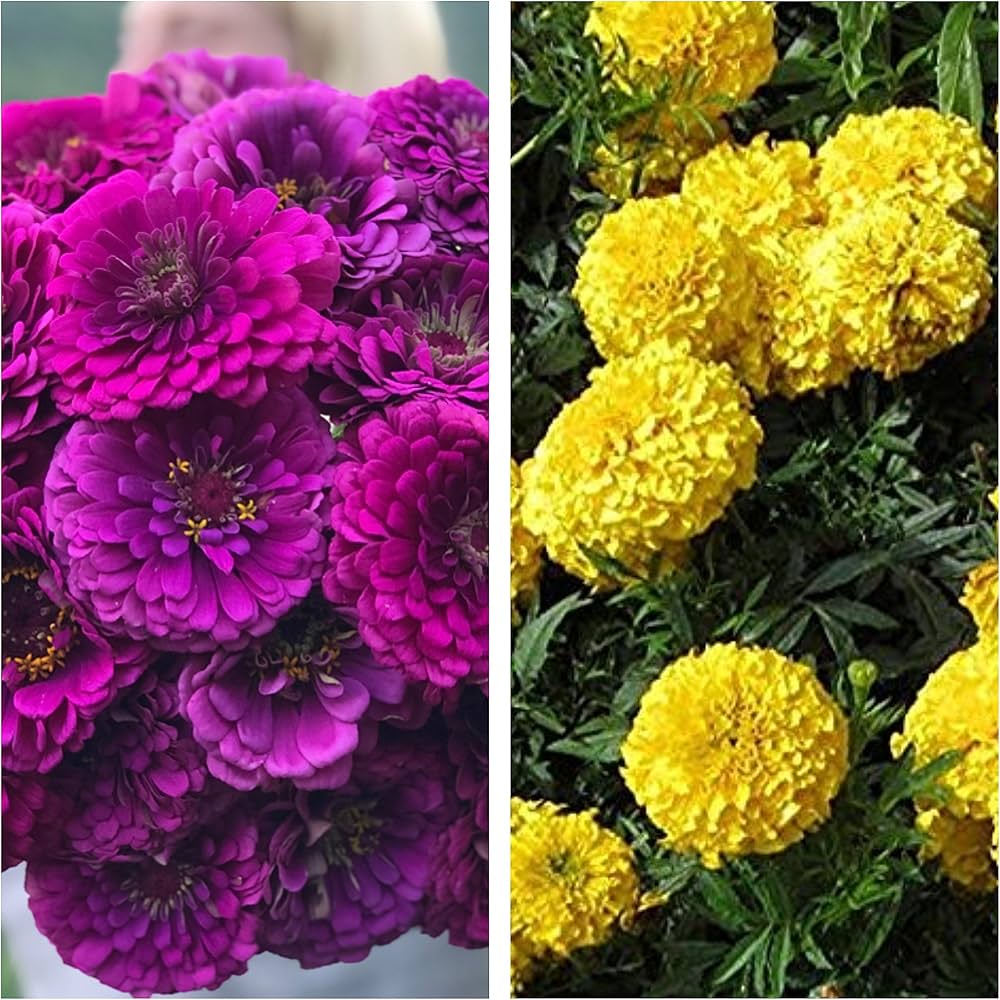 Purple Yellow Zinnia Flower seeds for Planting Long Bloom Season Heirloom & GMO Free Seeds for Home Garden