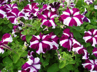 Climbing Petunia Petunia hybrida seeds for planting in trellis garden