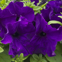 Deep Purple Petunia Flower seeds for Planting Vibrant Colors Heirloom & GMO Free Seeds for Home Garden