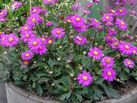 Mixed Brachyscome Flower seeds for Planting Drought Tolerant Heirloom & GMO Free Seeds for Home Garden
 
 Sale