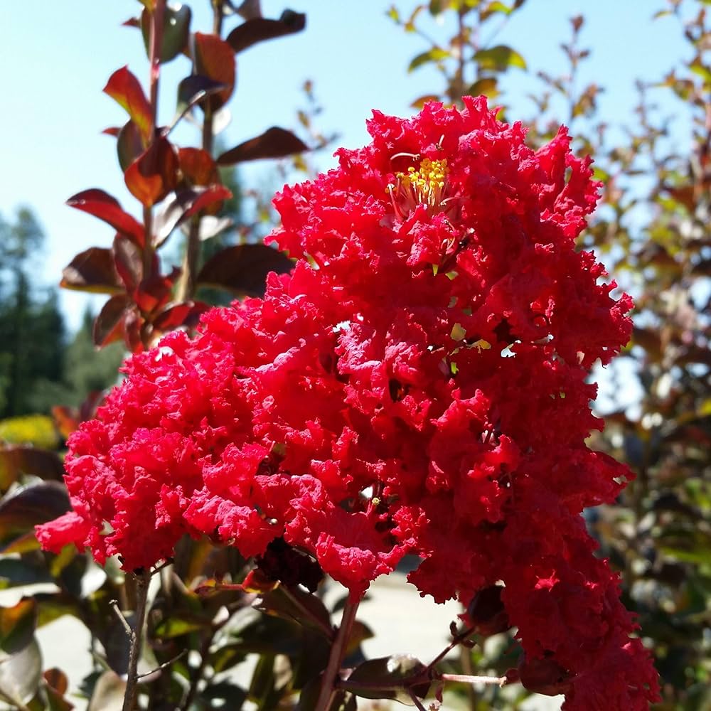 Red Crape Tree Flower seeds for Planting - Long Bloom Season, Heirloom & GMO Free Seeds for Home Garden