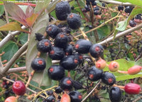 Hamelia Patens Firebush Exotic Orange Flowers Seeds