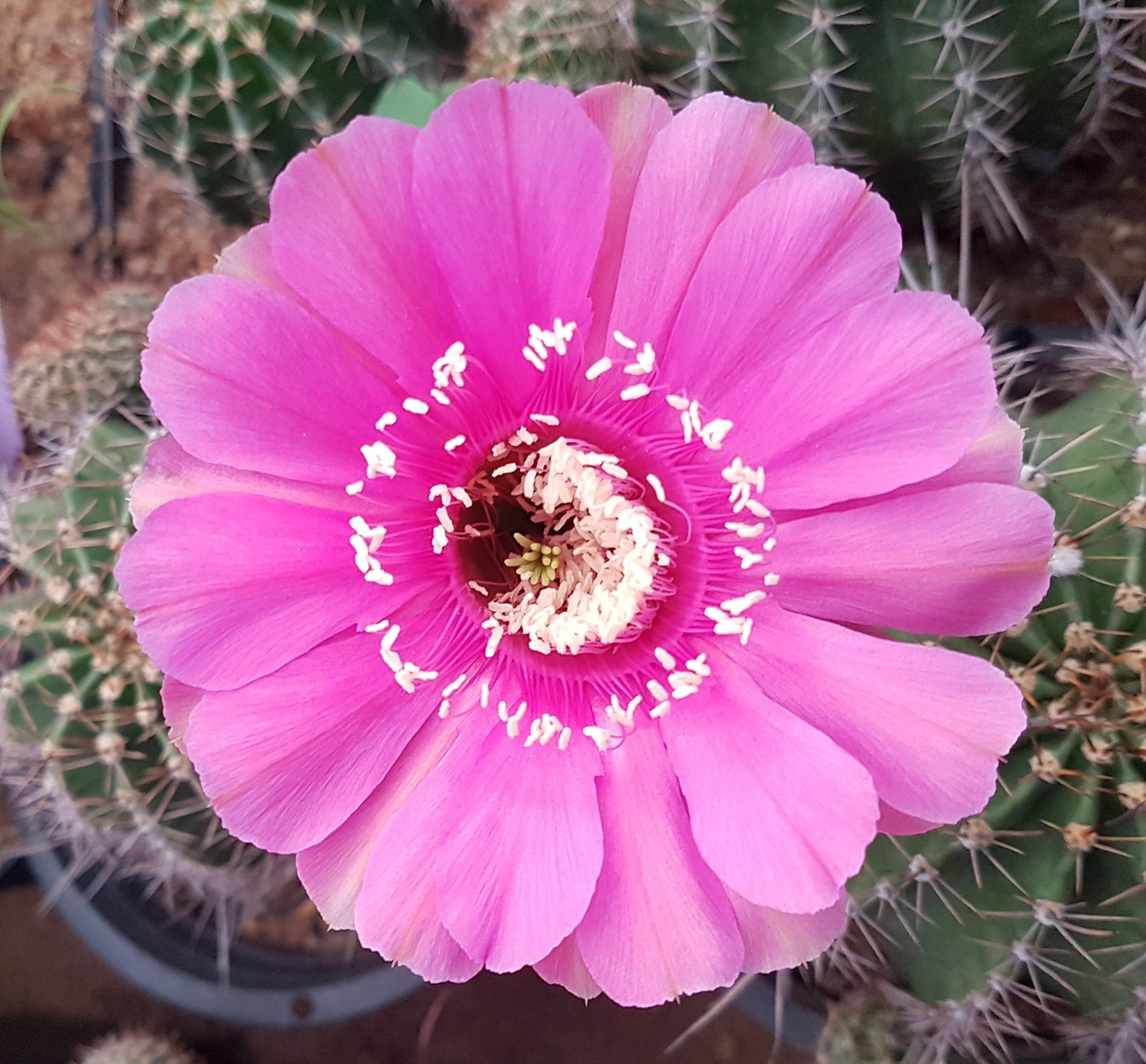 Kakteen Flower seeds for Planting Seasonal Bloomer Heirloom & GMO Free Seeds for Home Garden 
 
 Sale