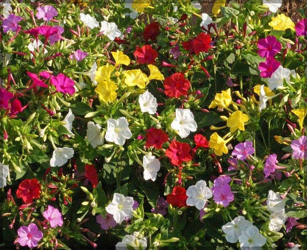 Mirabilis Flower seeds for Planting Wildflower Mix Heirloom & GMO Free Seeds for Home Garden