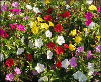 Mirabilis Flower seeds for Planting Wildflower Mix Heirloom & GMO Free Seeds for Home Garden