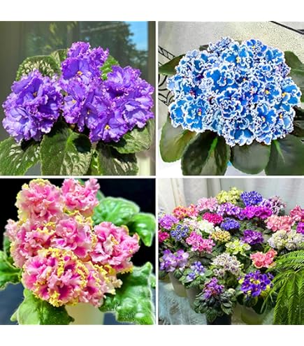 Mixed Color EveningScented Flower Seeds for Planting Bright Blooms Heirloom & GMO Free Seeds for Home Garden
 
 Sale