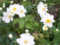 White Anemone Pulsatilla Flower seeds for Planting Vibrant Colors Heirloom & GMO Free Seeds for Home Garden