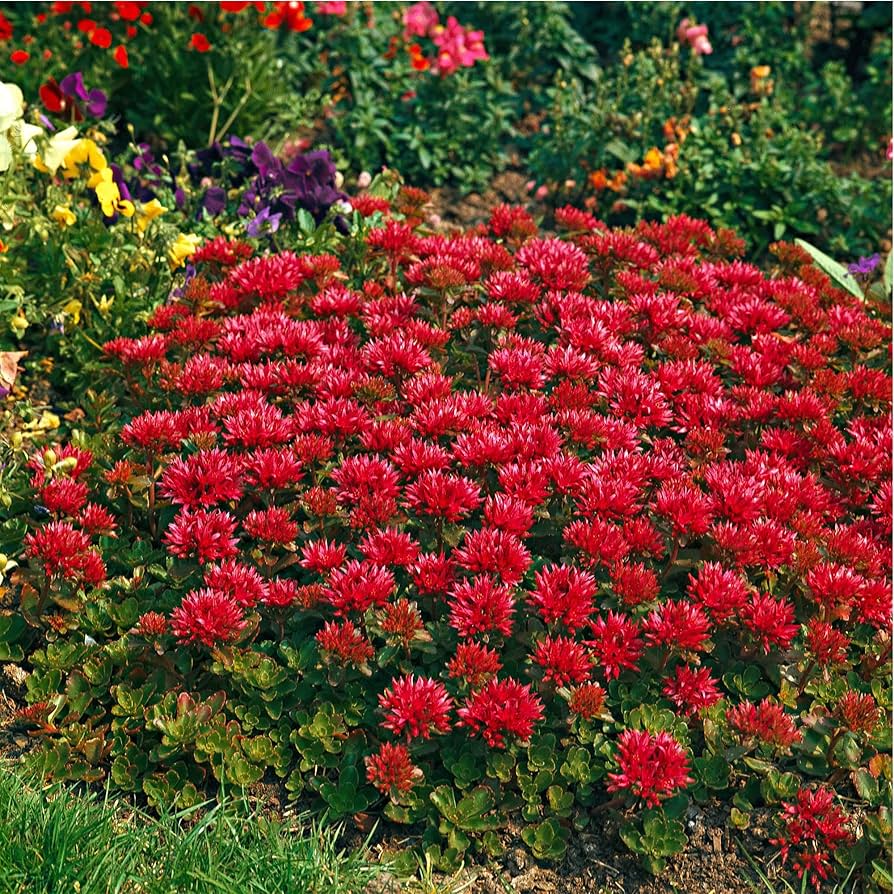 Red Sedum Flower seeds for Planting Low Maintenance Heirloom & GMO Free Seeds for Home Garden 
 
 Sale