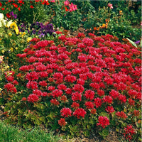 Red Sedum Flower seeds for Planting Low Maintenance Heirloom & GMO Free Seeds for Home Garden 
 
 Sale